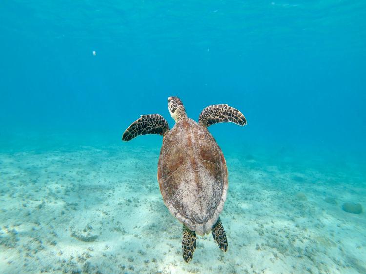 Singlereis Zon, Zee en Strand op Curaçao