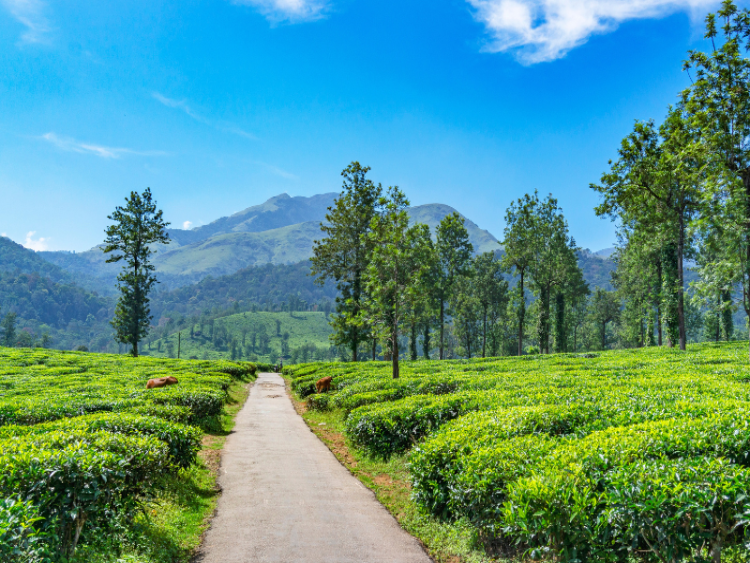 Dag 12: Kochi – Calicut – Wayanad