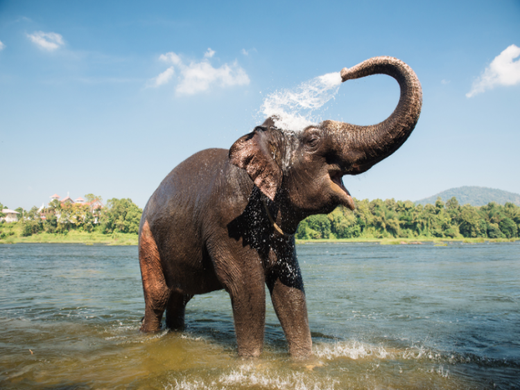 Dag 7: Madurai – Periyar Nationaal Park