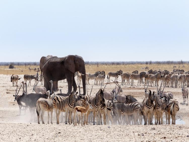 Dag 10 - Kamanjab - Etosha Nationaal Park