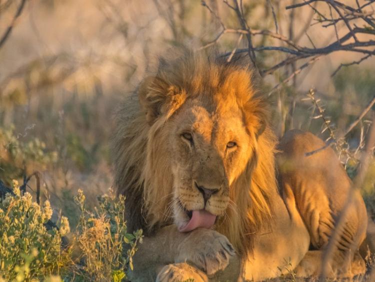 Dag 12 - Etosha Nationaal Park - Bagani