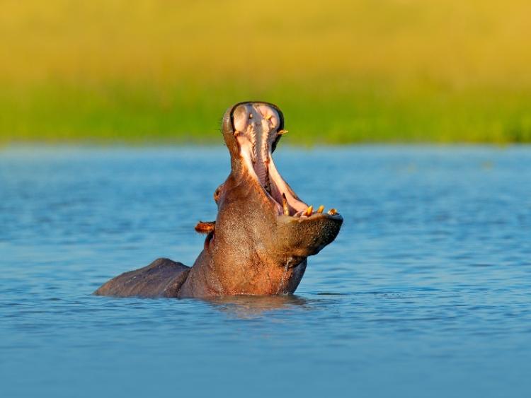 Dag 15 - Okavangodelta - Bagani