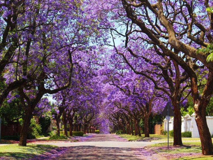 Dag 21 - Tshipise - Pretoria