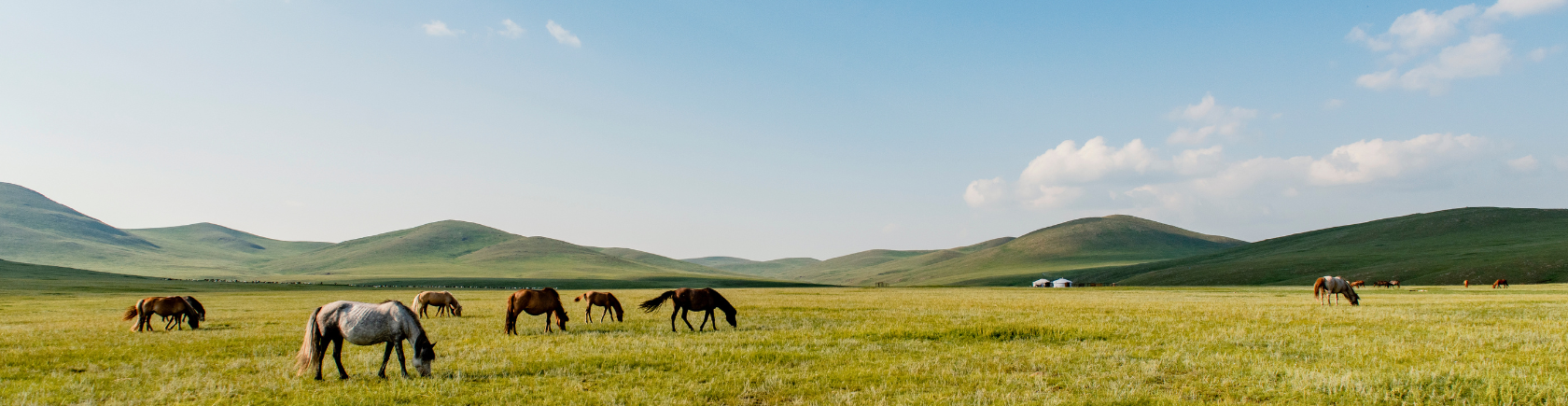 Ontdek Mongolië met andere singles