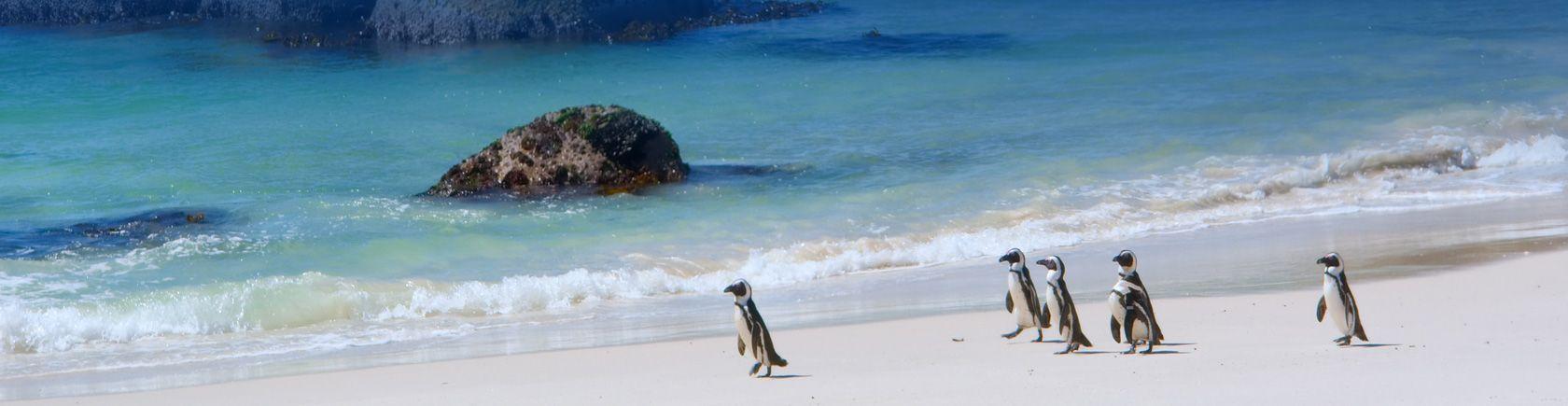 Ontdek Zuid-Afrika met andere singles