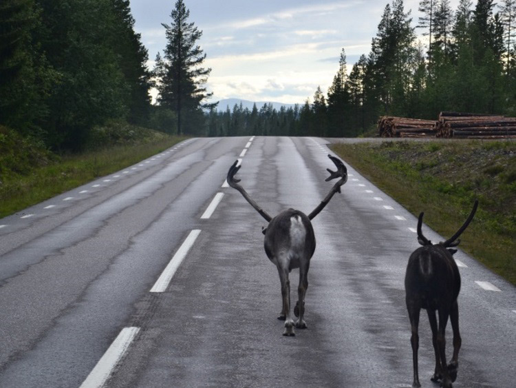 Groepsreis Rondreis Actief in Zweden