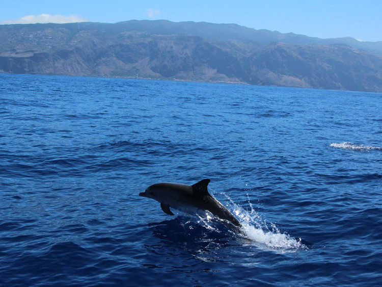 Singlereis Zonnige Kerstdagen op Madeira