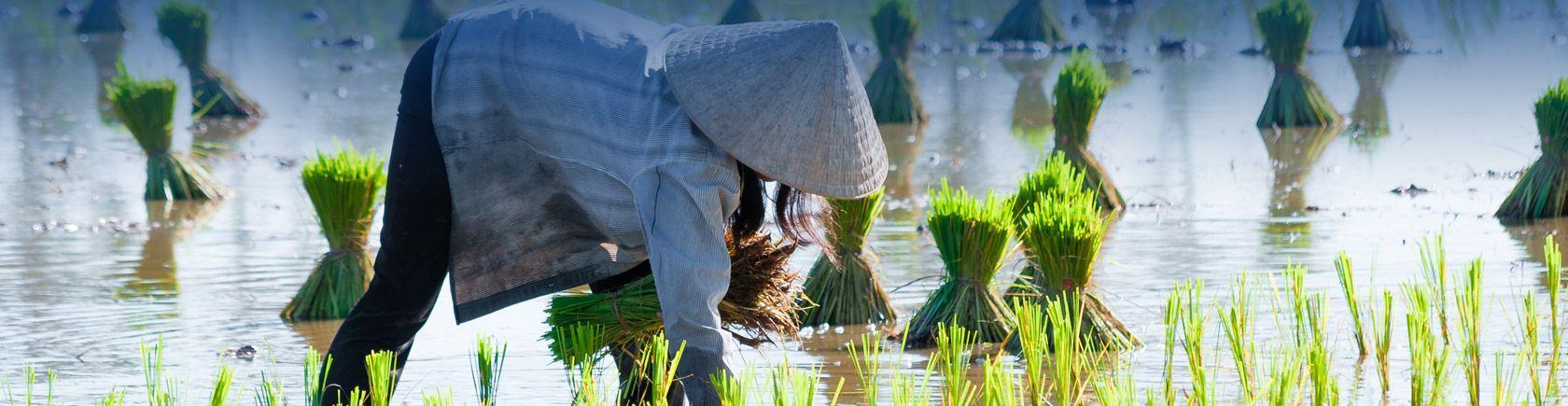 Ontdek Vietnam met andere singles