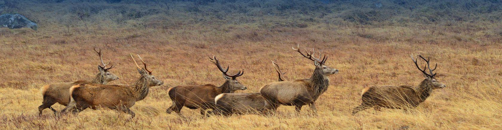 Ontdek Schotland met andere singles