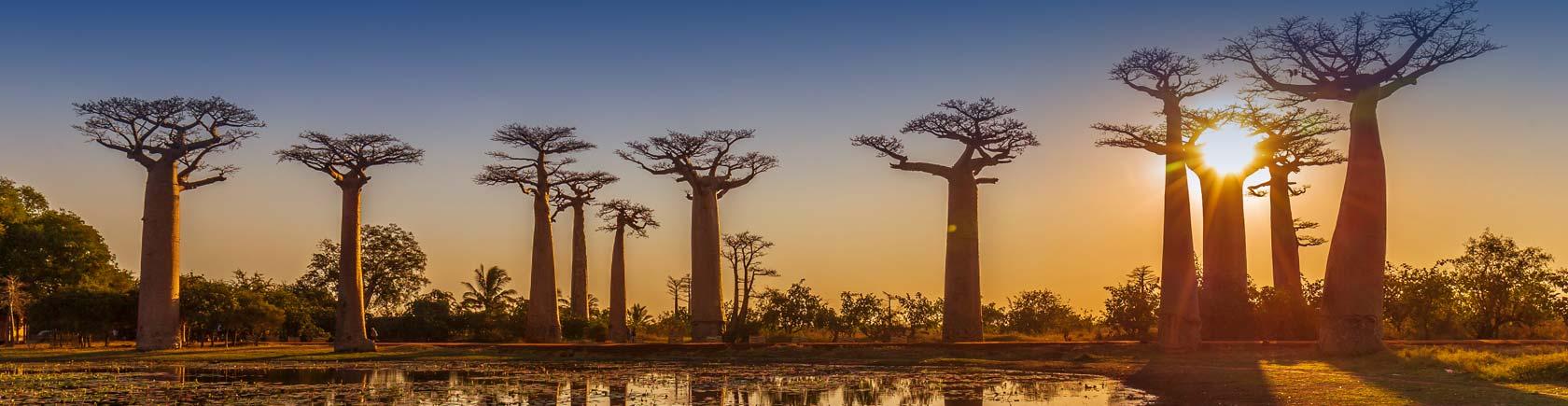 Ontdek Madagaskar met andere singles